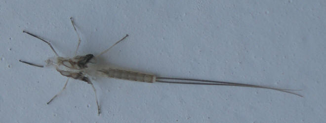 Mayfly Mayfly
